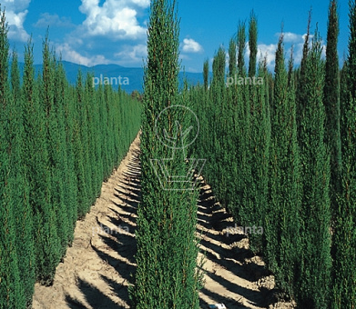 Cupressus sempervirens 'Totem'