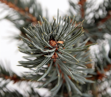 Picea pungens 'Karpaten' (pbr)