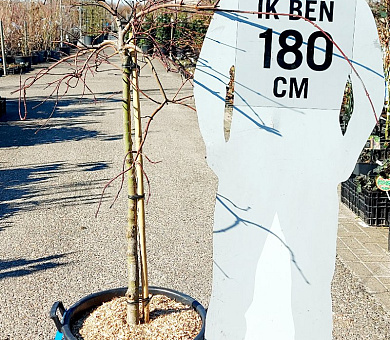 halfstamboom, kroondiameter 80-100cm, pot 50 liter