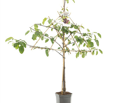 laagstam leiboom, in pot