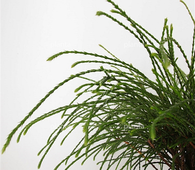 Thuja plicata 'Whipcord'