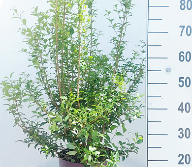 60 tot 80 cm hoog, pot 7.5 liter