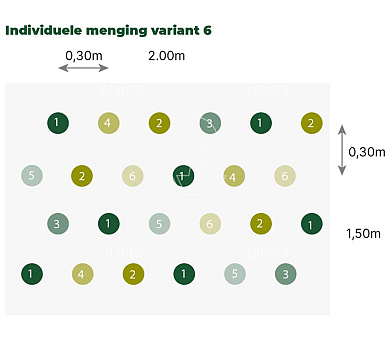 Borderpakket zonnige hoge mix