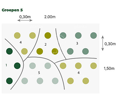 Borderpakket zonnige lage mix