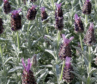 Lavandula stoechas 'Anouk'