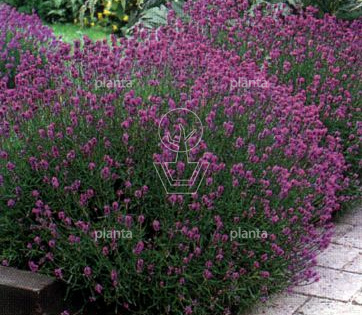 Lavandula angustifolia