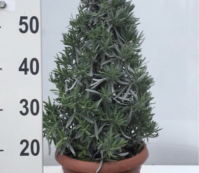 Lavendelboom - Set van 2 - Lavandula stoechas 'Anouk' - Hoogte 45-55cm - ⌀15cm | Leen Bakker
