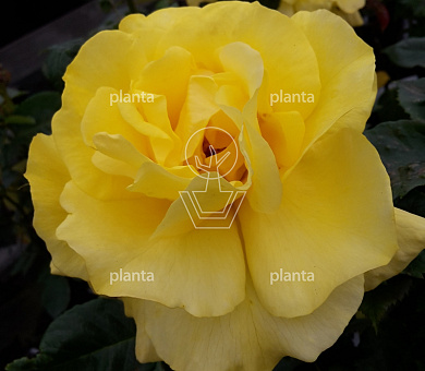 Rosa (F) 'Friesia'