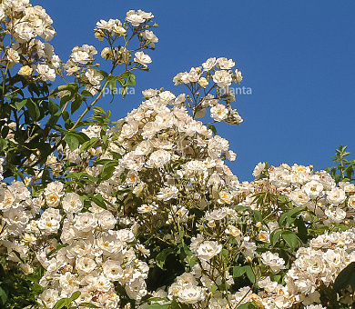 Rosa (K) 'Bobbie James'