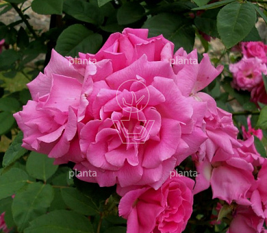 Rosa (K) 'Zéphirine Drouhin'