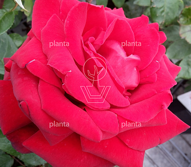 Rosa (T) 'Ingrid Bergman'