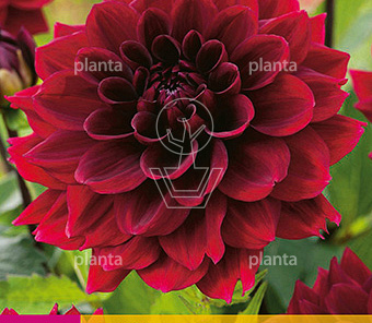 Dahlia 'Arabian Night'