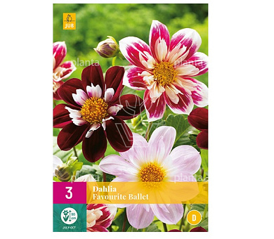 Dahlia 'Favourite Ballet'