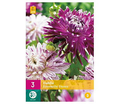 Dahlia 'Favourite Dance'