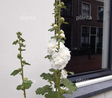 Alcea rosea 'Charters Weiss'