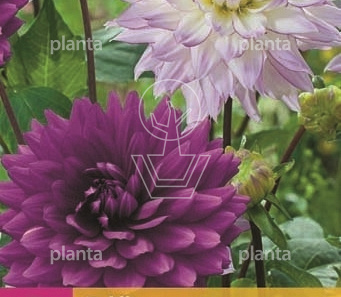Dahlia 'Pink Purple Touch'