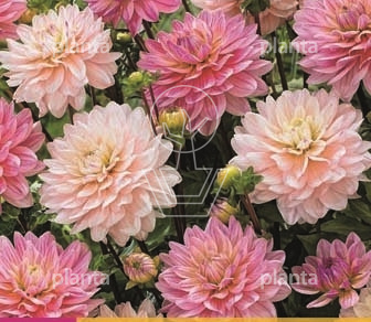 Dahlia 'Ballerina of Ruffles'
