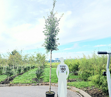 hoogstamboom, stamomtrek 8-10 cm, in pot