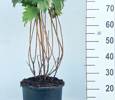 60 tot 80 cm hoog, pot 15 liter