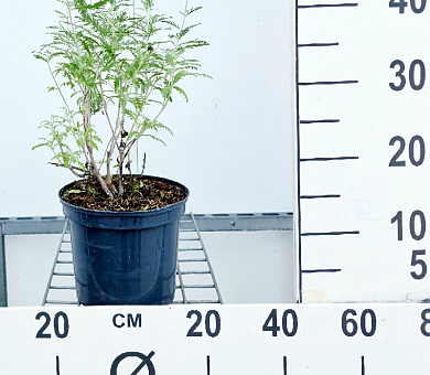 Pot 3 liter
