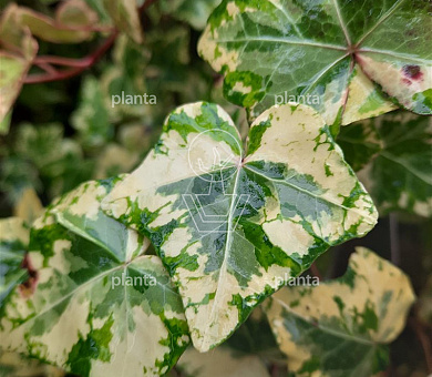 Hedera helix 'Golden Kolibri'