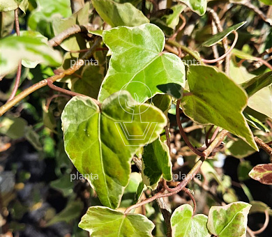 Hedera helix 'Margin. Elegantissima'