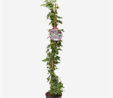 80 tot 100 cm hoog, pot 2 liter