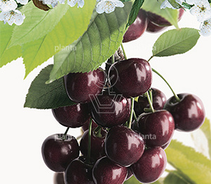 Prunus avium 'Burlat'