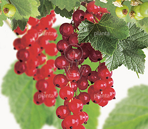 Ribes rubrum 'Rovada'