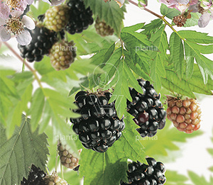 Rubus fruticosus 'Thornless Evergreen'
