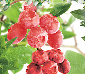 Vaccinium corymbosum 'Pink Lemonade'