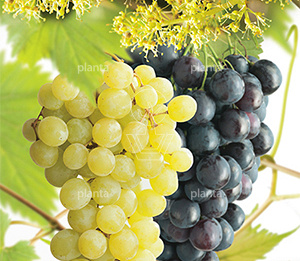 Vitis vinifera 'Duo-Druif'