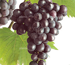 Vitis Vinifera 'Heike'