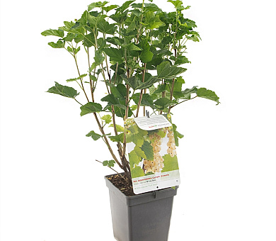 40 tot 50 cm hoog, pot 5 liter