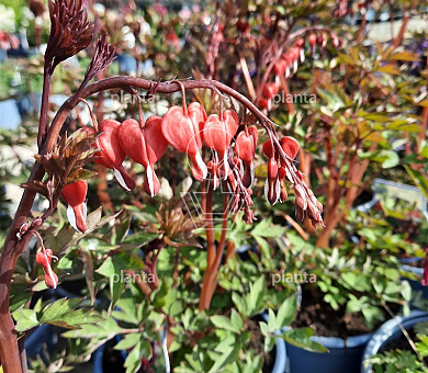 Dicentra spectabilis 'Valentine'