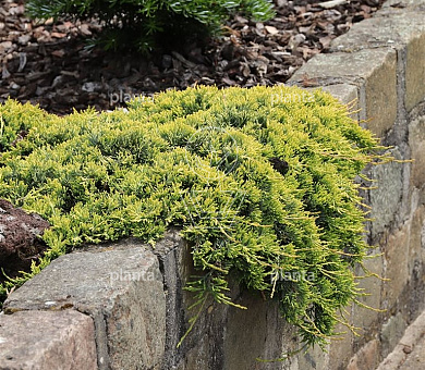 Juniperus horizontalis 'Golden Carpet'