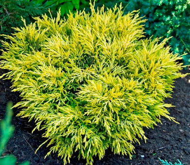 Juniperus horizontalis 'Limeglow'