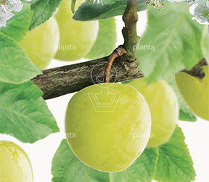 Prunus domestica 'Ontario'