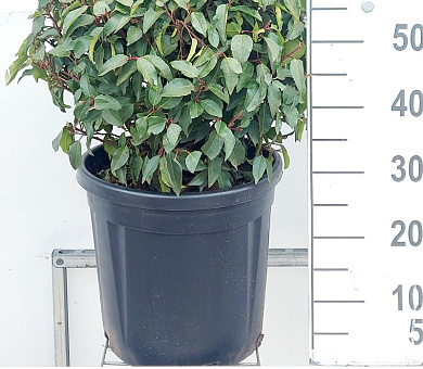 bol, diameter 50 cm, in pot