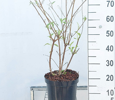 Pot 7.5 liter