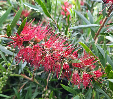 Callistemon 'Masotti'