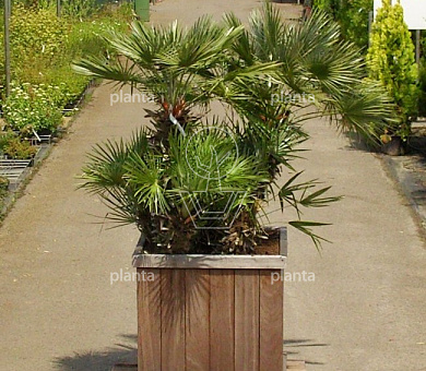 Chamaerops humilis
