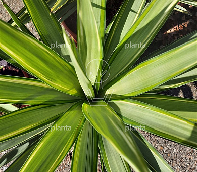 Yucca 'Jewel'