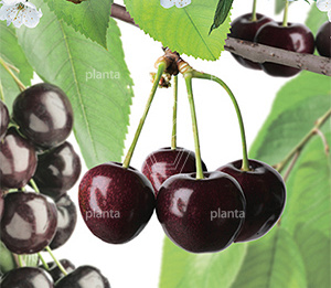 stam 180 cm hoog, in pot