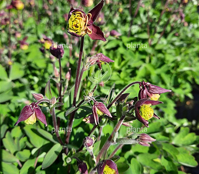 Aquilegia vulgaris 'Winky Double Red White'