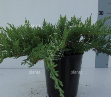 Juniperus sabina 'Tamariscifolia'