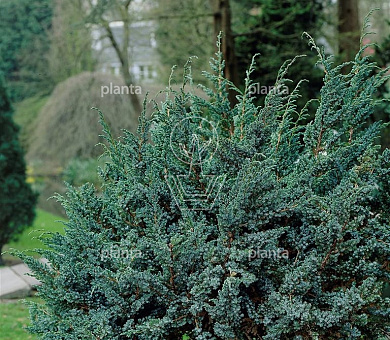 Juniperus squamata 'Meyeri'