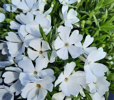 Phlox subulata 'Fabulous White'