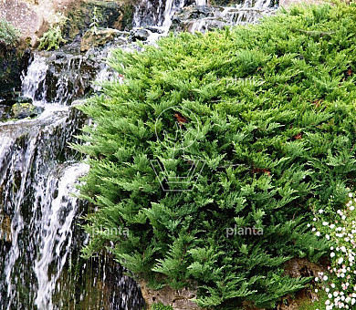 25 tot 30 cm hoog, pot 3 liter