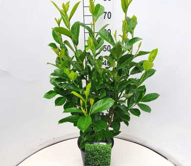 60 tot 80 cm hoog, pot 5 liter